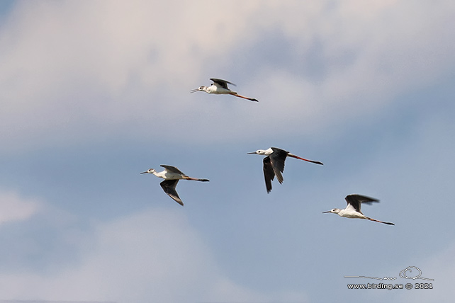 STYLTLÖPARE / BLACK-WINGED STILT (Himantopus himantopus) - stor bild / full size