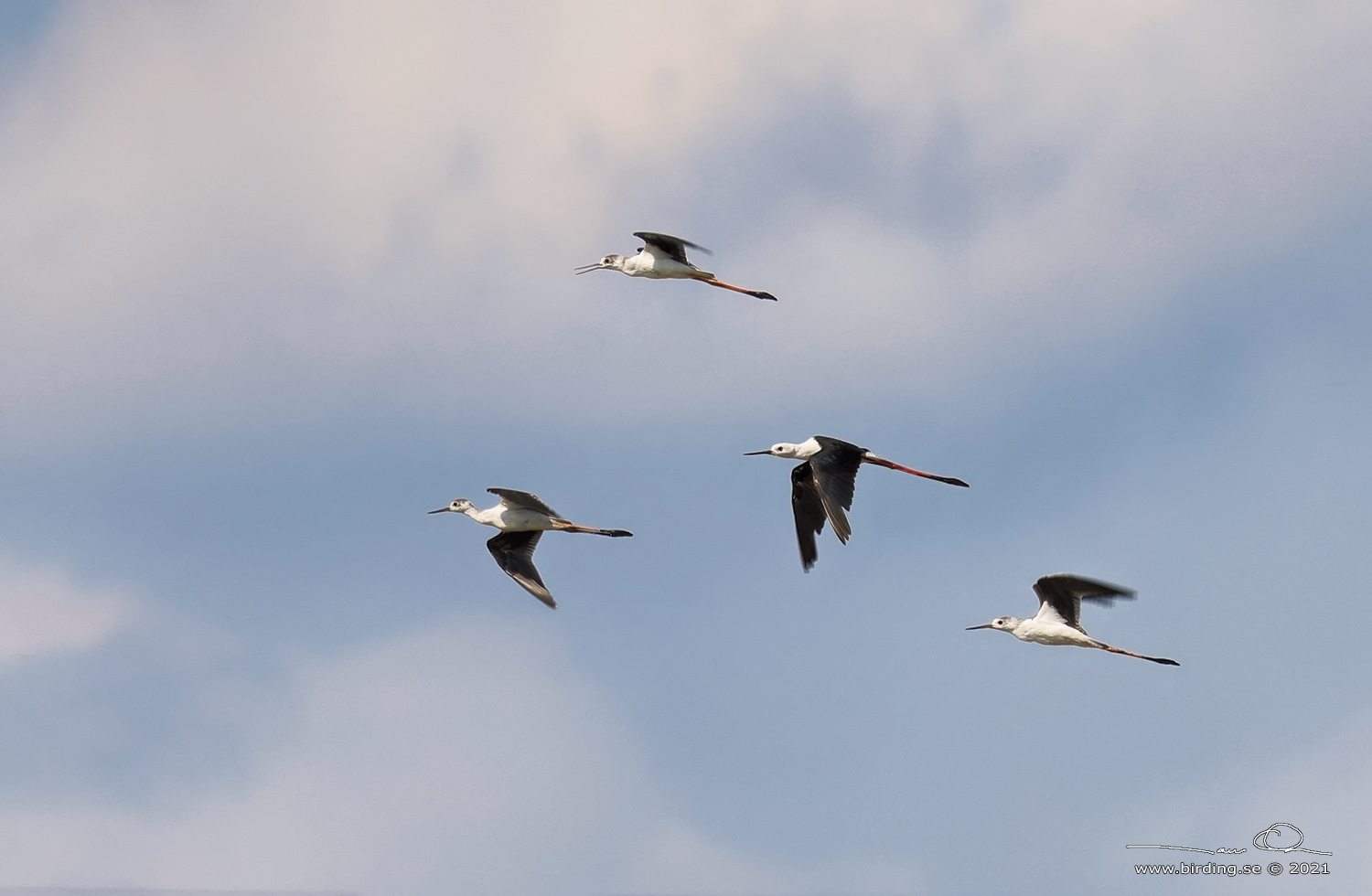 STYLTLPARE / BLACK-WINGED STILT (Himantopus himantopus) - Stäng / close