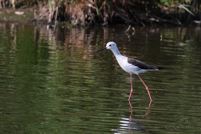 STYLTLÖPARE / BLACK-WINGED STILT (Himantopus himantopus) - stor bild / full size