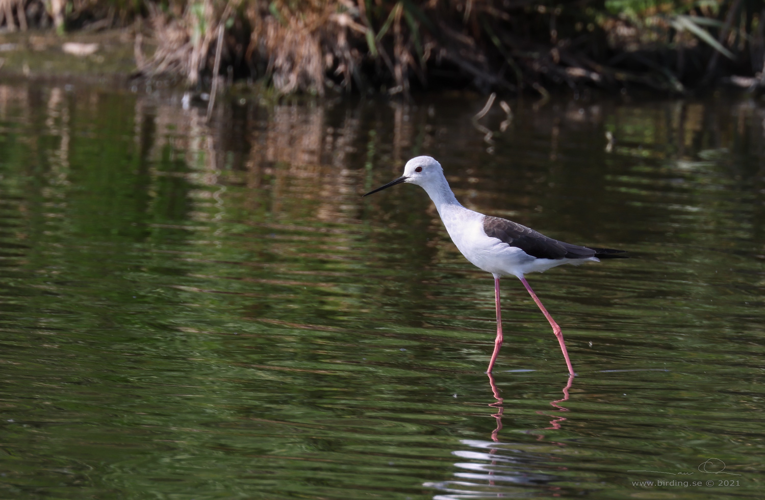 STYLTLPARE / BLACK-WINGED STILT (Himantopus himantopus) - Stäng / close