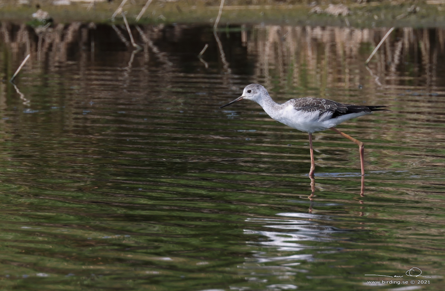 STYLTLPARE / BLACK-WINGED STILT (Himantopus himantopus) - Stäng / close