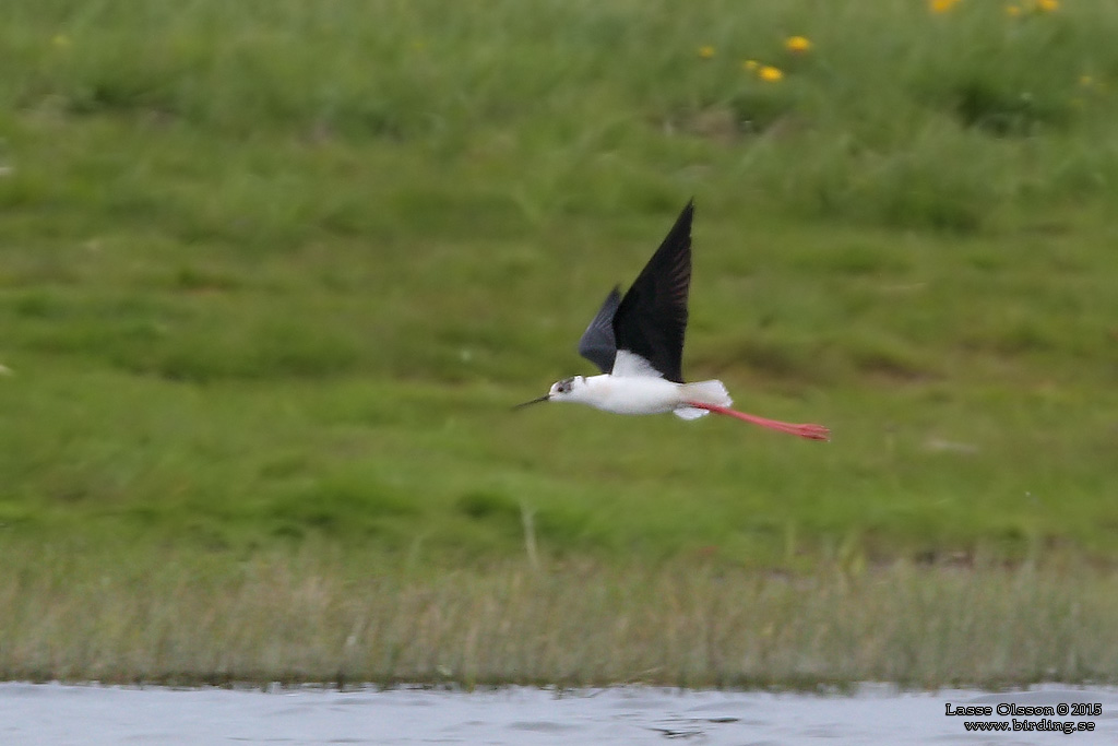 STYLTLPARE / BLACK-WINGED STILT (Himantopus himantopus) - Stäng / close