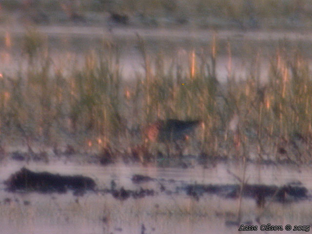 STYLTSNPPA / STILT SANDPIPER (Micropalama himantopus)