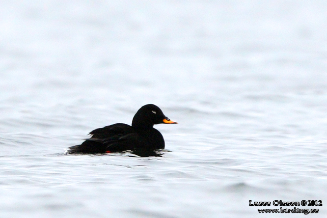 SVRTA / VELVET SCOTER (Melanitta fusca) - stor bild / full size