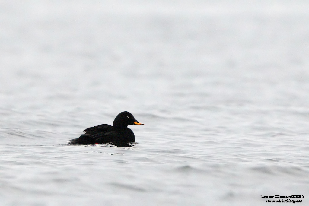 SVÄRTA / WHITE-WINGED SCOTER (Melanitta fusca) - Stäng / Close