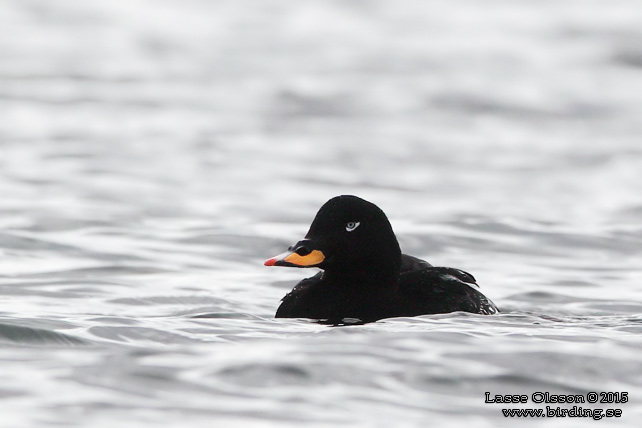 SVÄRTA / VELVET SCOTER (Melanitta fusca) - stor bild / full size