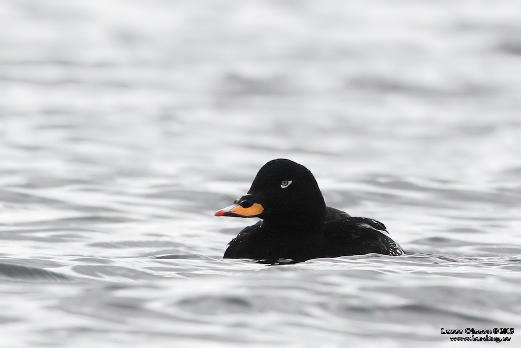 SVÄRTA / WHITE-WINGED SCOTER (Melanitta fusca) - Stäng / Close