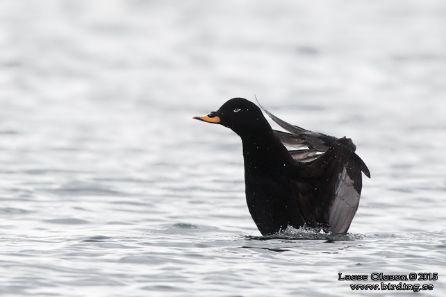 SVÄRTA / VELVET SCOTER (Melanitta fusca) - stor bild / full size