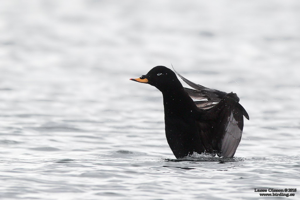 SVÄRTA / WHITE-WINGED SCOTER (Melanitta fusca) - Stäng / Close