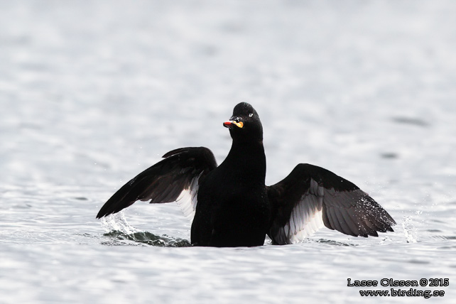 SVÄRTA / VELVET SCOTER (Melanitta fusca) - stor bild / full size