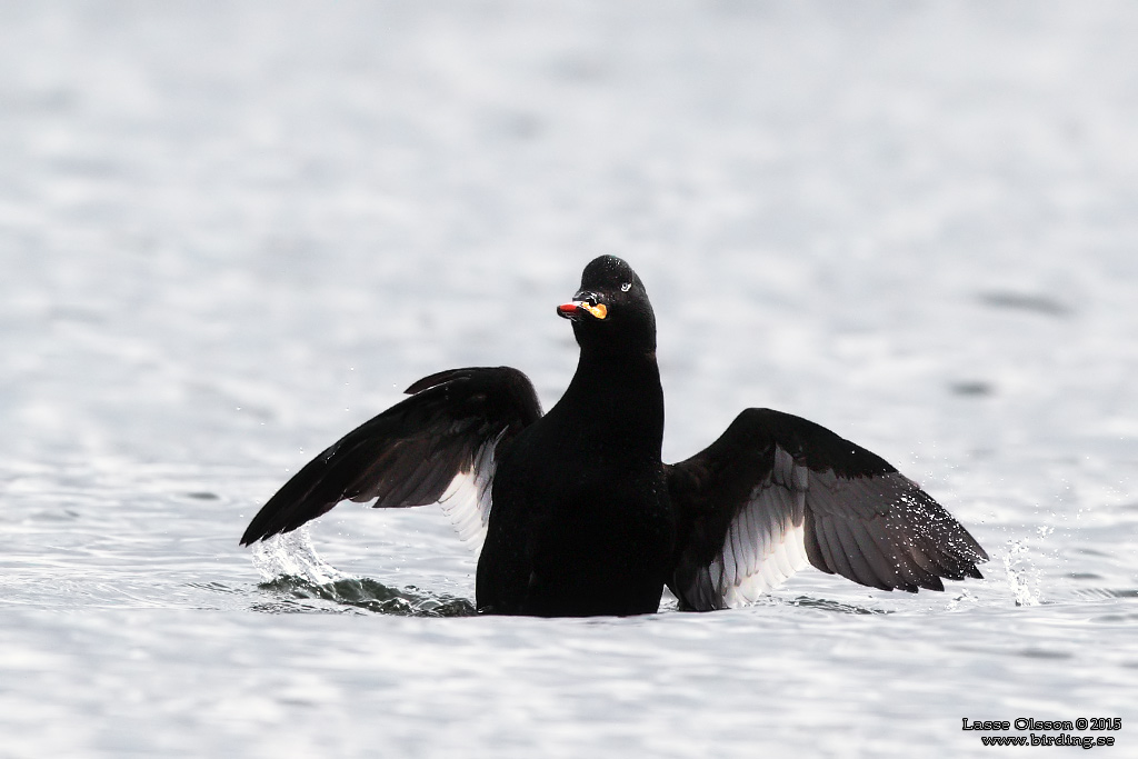 SVÄRTA / WHITE-WINGED SCOTER (Melanitta fusca) - Stäng / Close