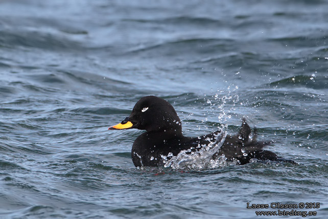 SVÄRTA / VELVET SCOTER (Melanitta fusca) - stor bild / full size