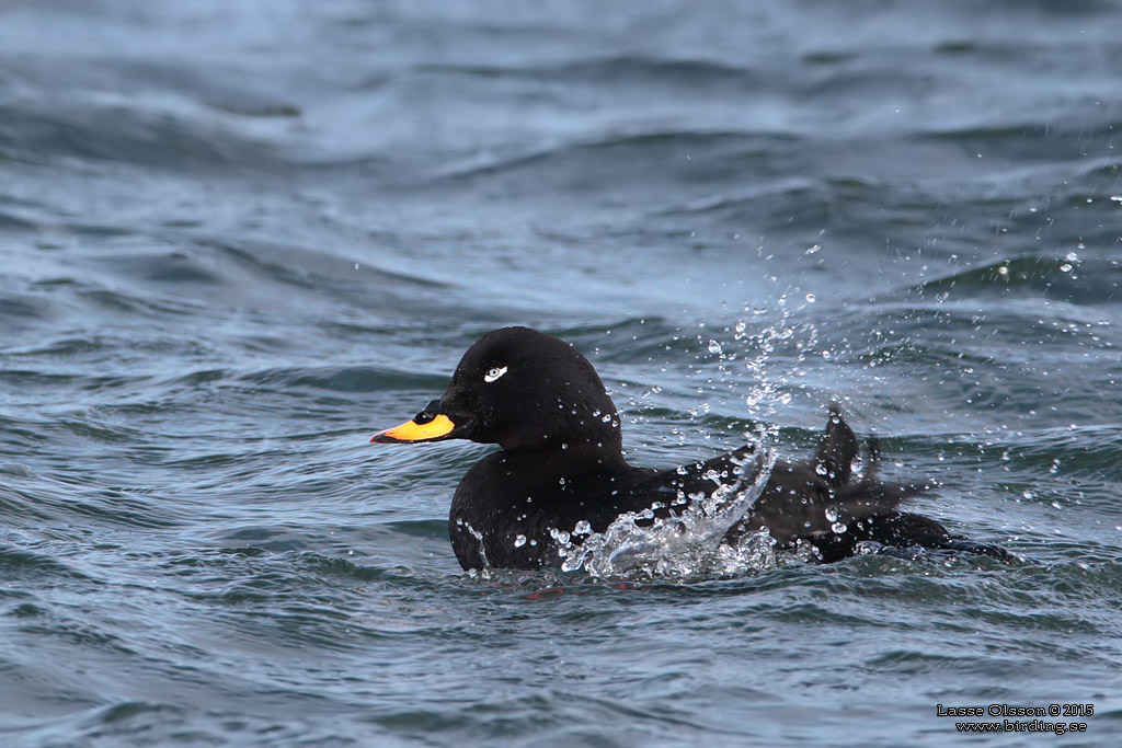 SVÄRTA / WHITE-WINGED SCOTER (Melanitta fusca) - Stäng / Close