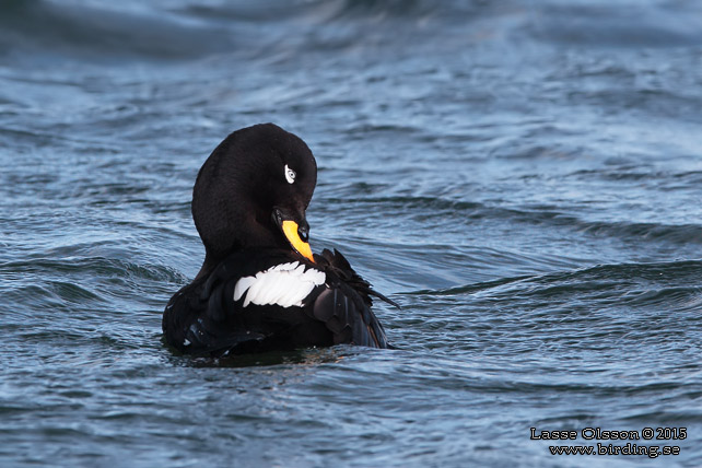 SVÄRTA / VELVET SCOTER (Melanitta fusca) - stor bild / full size