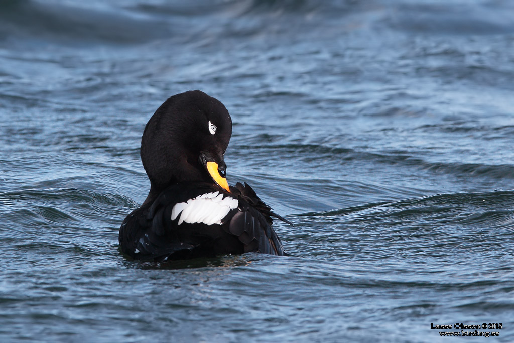 SVÄRTA / WHITE-WINGED SCOTER (Melanitta fusca) - Stäng / Close