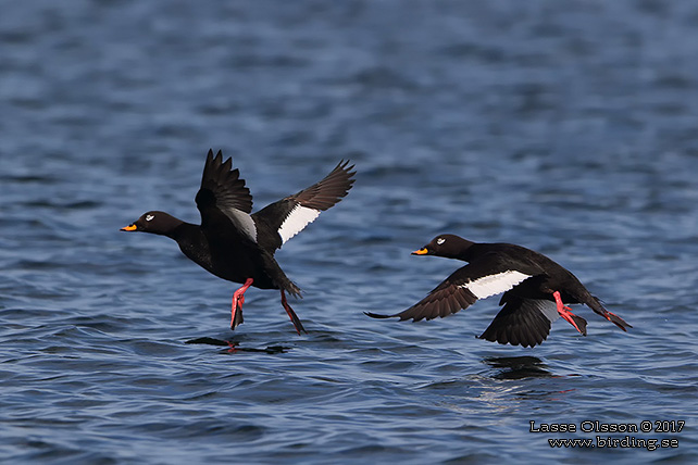 SVÄRTA / VELVET SCOTER (Melanitta fusca) - stor bild / full size