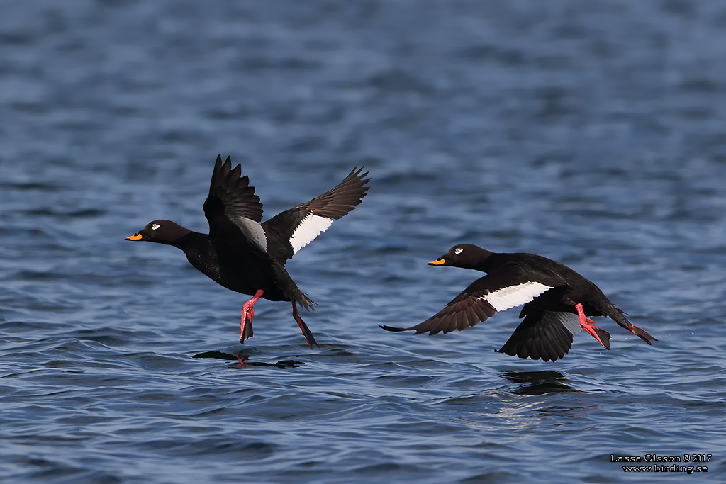 SVÄRTA / WHITE-WINGED SCOTER (Melanitta fusca) - Stäng / Close