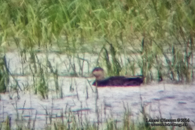 SVARTAND / AMERICAN BLACK DUCK (Anas rubripes)