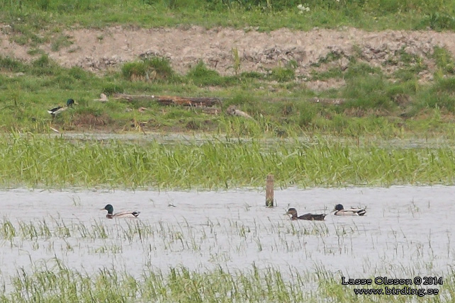 SVARTAND / AMERICAN BLACK DUCK (Anas rubripes)