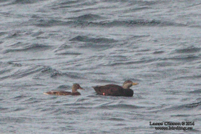 SVARTAND / AMERICAN BLACK DUCK (Anas rubripes)