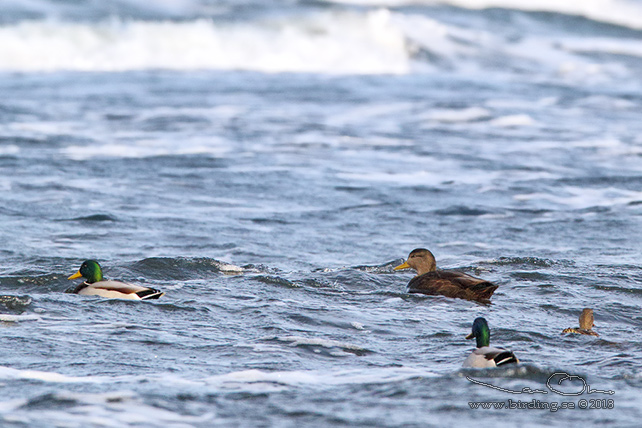 SVARTAND / AMERICAN BLACK DUCK (Anas rubripes)