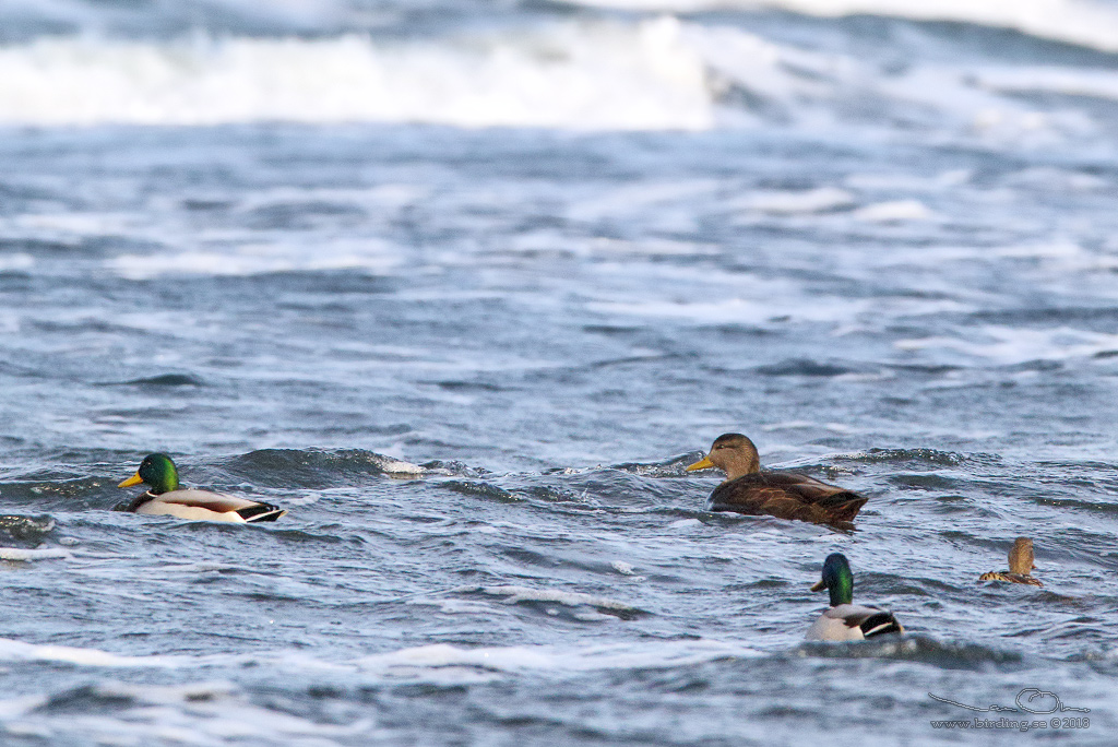 SVARTAND / AMERICAN BLACK DUCK (Anas rubripes) - Stäng / Close