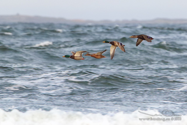 SVARTAND / AMERICAN BLACK DUCK (Anas rubripes)