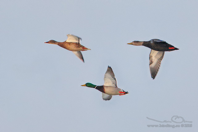 SVARTAND / AMERICAN BLACK DUCK (Anas rubripes)