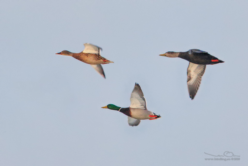 SVARTAND / AMERICAN BLACK DUCK (Anas rubripes) - Stäng / Close