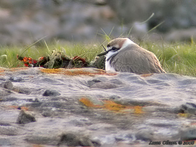 SVARTBENT STRANDPIPARE / KENTISH PLOVER (Charadrius alexandrinus)