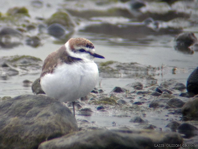 SVARTBENT STRANDPIPARE / KENTISH PLOVER (Charadrius alexandrinus) - stor bild / full size