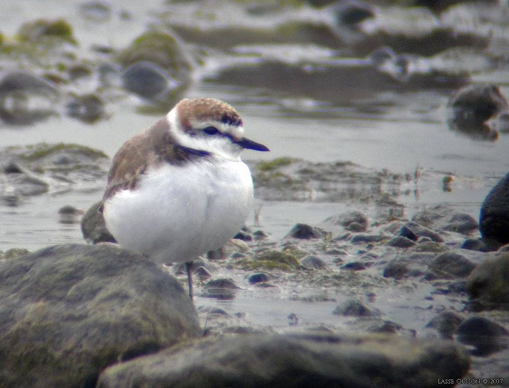 SVARTBENT STRANDPIPARE / KENTISH PLOVER (Charadrius alexandrinus) - Stng / Close