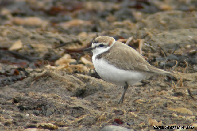 SVARTBENT STRANDPIPARE / KENTISH PLOVER (Charadrius alexandrinus) - stor bild / full size