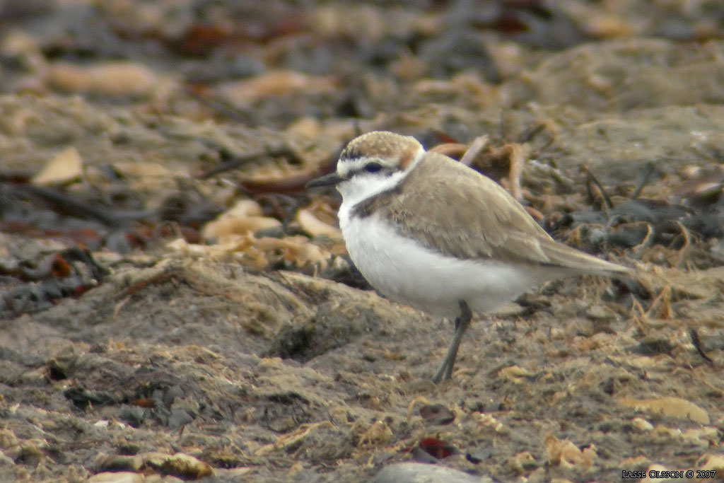 SVARTBENT STRANDPIPARE / KENTISH PLOVER (Charadrius alexandrinus) - Stng / Close