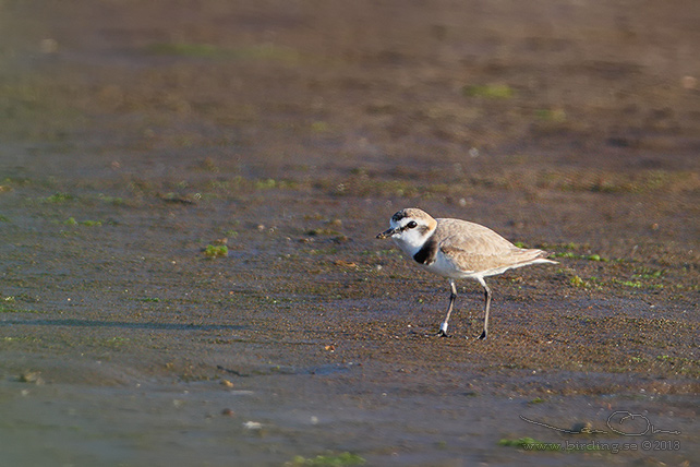 SVARTBENT STRANDPIPARE / KENTISH PLOVER (Charadrius alexandrinus) - stor bild / full size