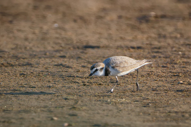 SVARTBENT STRANDPIPARE / KENTISH PLOVER (Charadrius alexandrinus) - stor bild / full size