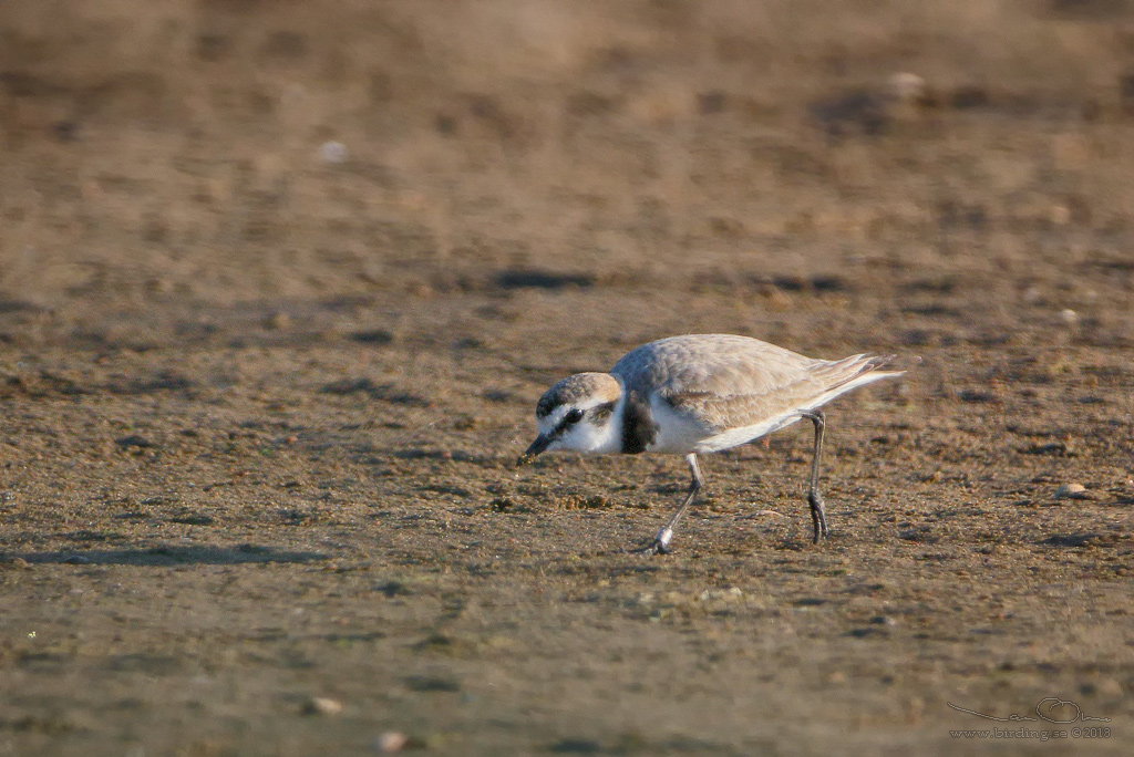 SVARTBENT STRANDPIPARE / KENTISH PLOVER (Charadrius alexandrinus) - Stng / Close