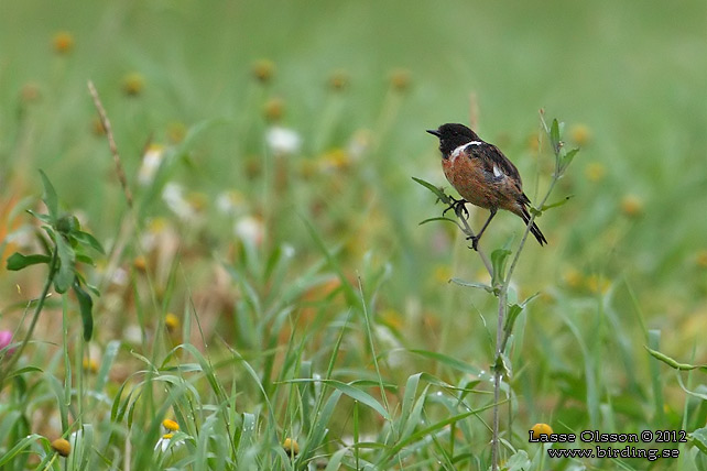 SVARTHAKAD BUSKSKVÄTTA / EUROPEAN STONECHAT (Saxicola torquata) - stor bild / full size