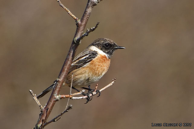 SVARTHAKAD BUSKSKVTTA / EUROPEAN STONECHAT (Saxicola torquata) - stor bild / full size