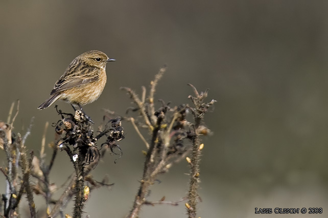 SVARTHAKAD BUSKSKVTTA / EUROPEAN STONECHAT (Saxicola torquata) - stor bild / full size