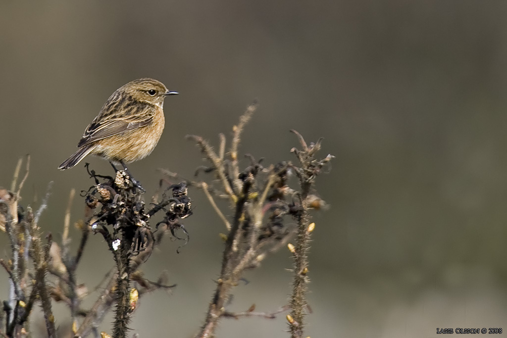 SVARTHAKAD BUSKSKVTTA / EUROPEAN STONECHAT (Saxicola torquata) - Stng / Close