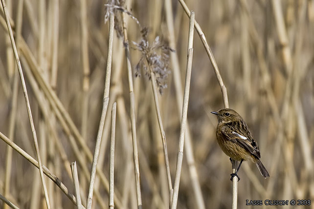 SVARTHAKAD BUSKSKVTTA / EUROPEAN STONECHAT (Saxicola torquata) - stor bild / full size