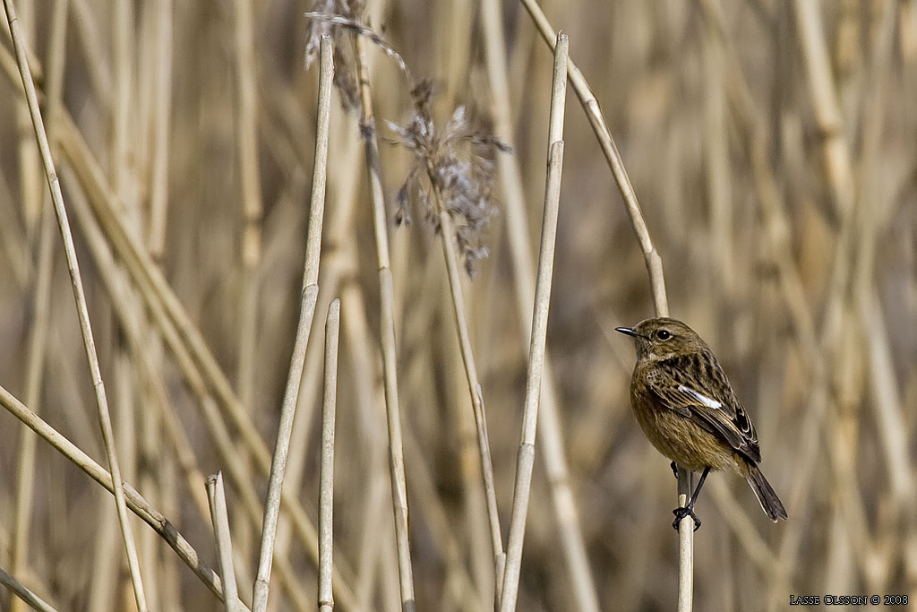 SVARTHAKAD BUSKSKVTTA / EUROPEAN STONECHAT (Saxicola torquata) - Stng / Close