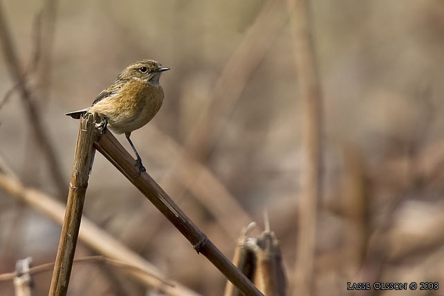 SVARTHAKAD BUSKSKVTTA / EUROPEAN STONECHAT (Saxicola torquata) - stor bild / full size