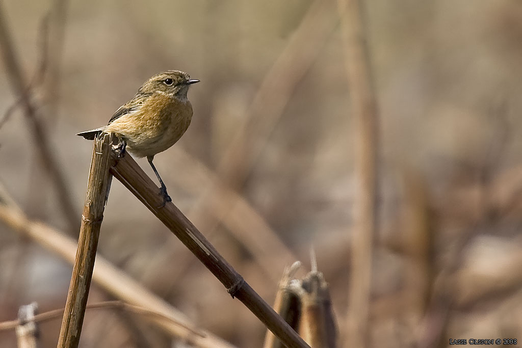 SVARTHAKAD BUSKSKVTTA / EUROPEAN STONECHAT (Saxicola torquata) - Stng / Close