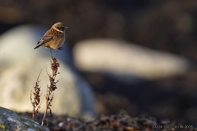 SVARTHAKAD BUSKSKVTTA / EUROPEAN STONECHAT (Saxicola torquata) - stor bild / full size