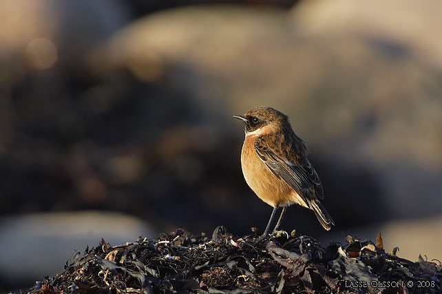 SVARTHAKAD BUSKSKVTTA / EUROPEAN STONECHAT (Saxicola torquata) - stor bild / full size