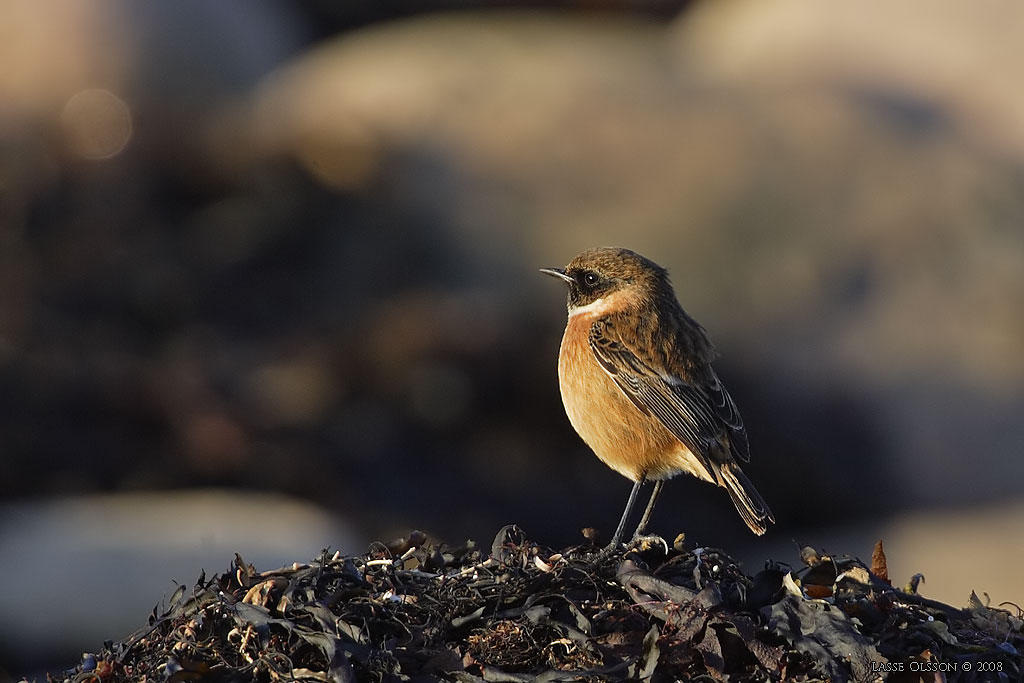 SVARTHAKAD BUSKSKVTTA / EUROPEAN STONECHAT (Saxicola torquata) - Stng / Close