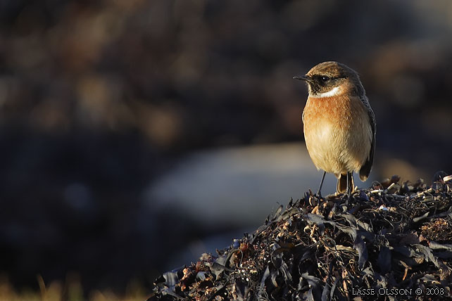 SVARTHAKAD BUSKSKVTTA / EUROPEAN STONECHAT (Saxicola torquata) - stor bild / full size