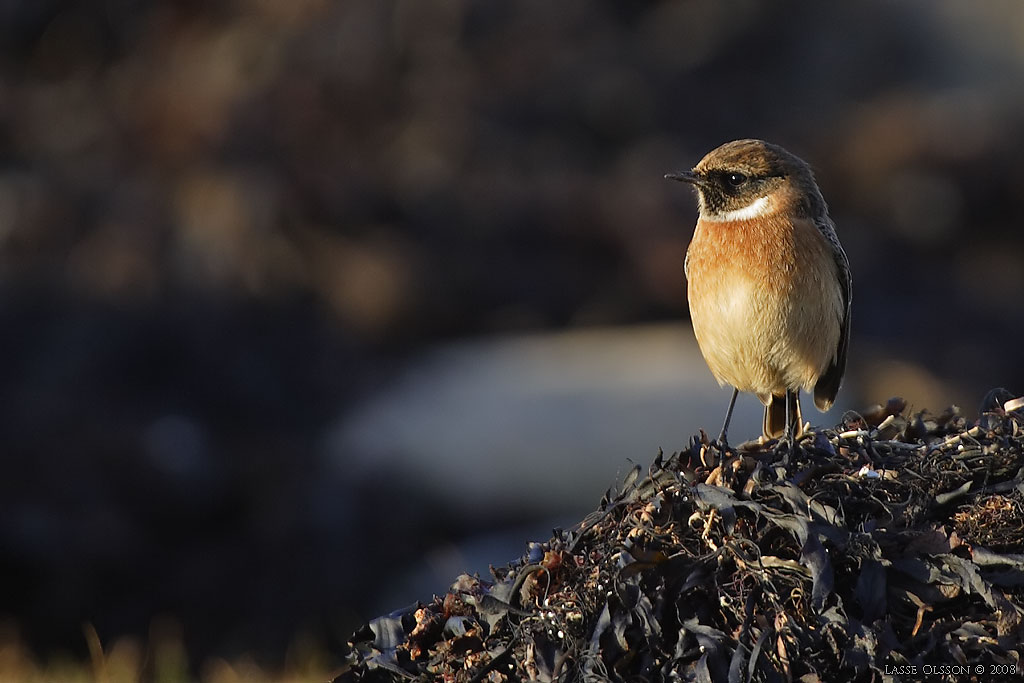 SVARTHAKAD BUSKSKVTTA / EUROPEAN STONECHAT (Saxicola torquata) - Stng / Close